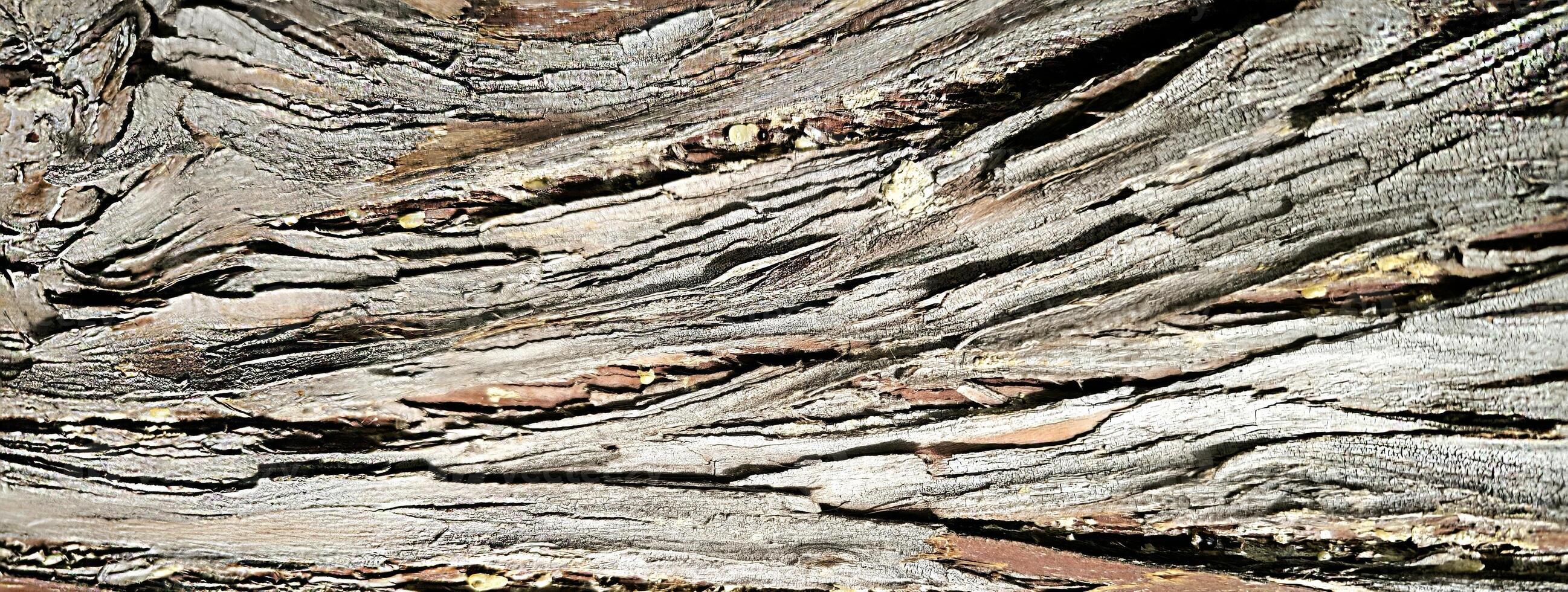 Abstract botanical natural background banner bark of tree texture cypress nature ecological design brown color, cypress, thuja, evergreen plant, meditation, relaxation, detox, wild nature photo