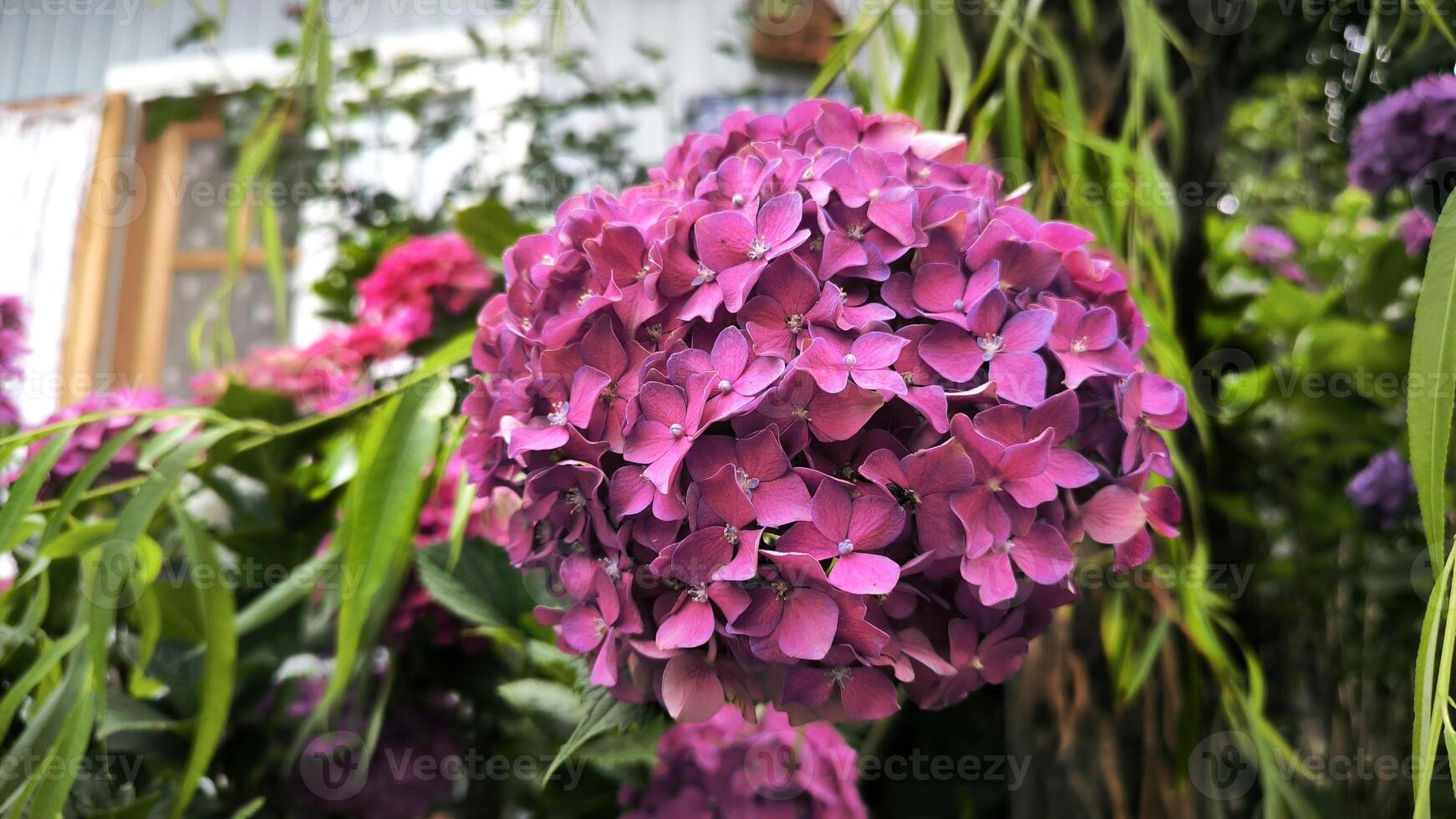 Colourful Hydrangea macrophylla banner Blossom near house wall. Colorful hydrangeas in garden, close up. Purple blue pink hortensia blooms. Endless summer Hydrangea flowers. photo