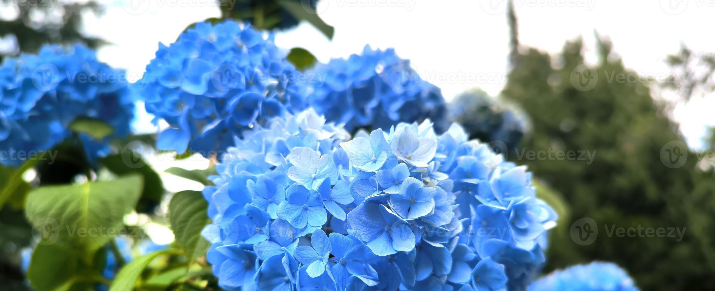 Colourful Hydrangea macrophylla banner Blossom near house wall. Colorful hydrangeas in garden, close up. Purple blue pink hortensia blooms. Endless summer Hydrangea flowers. photo