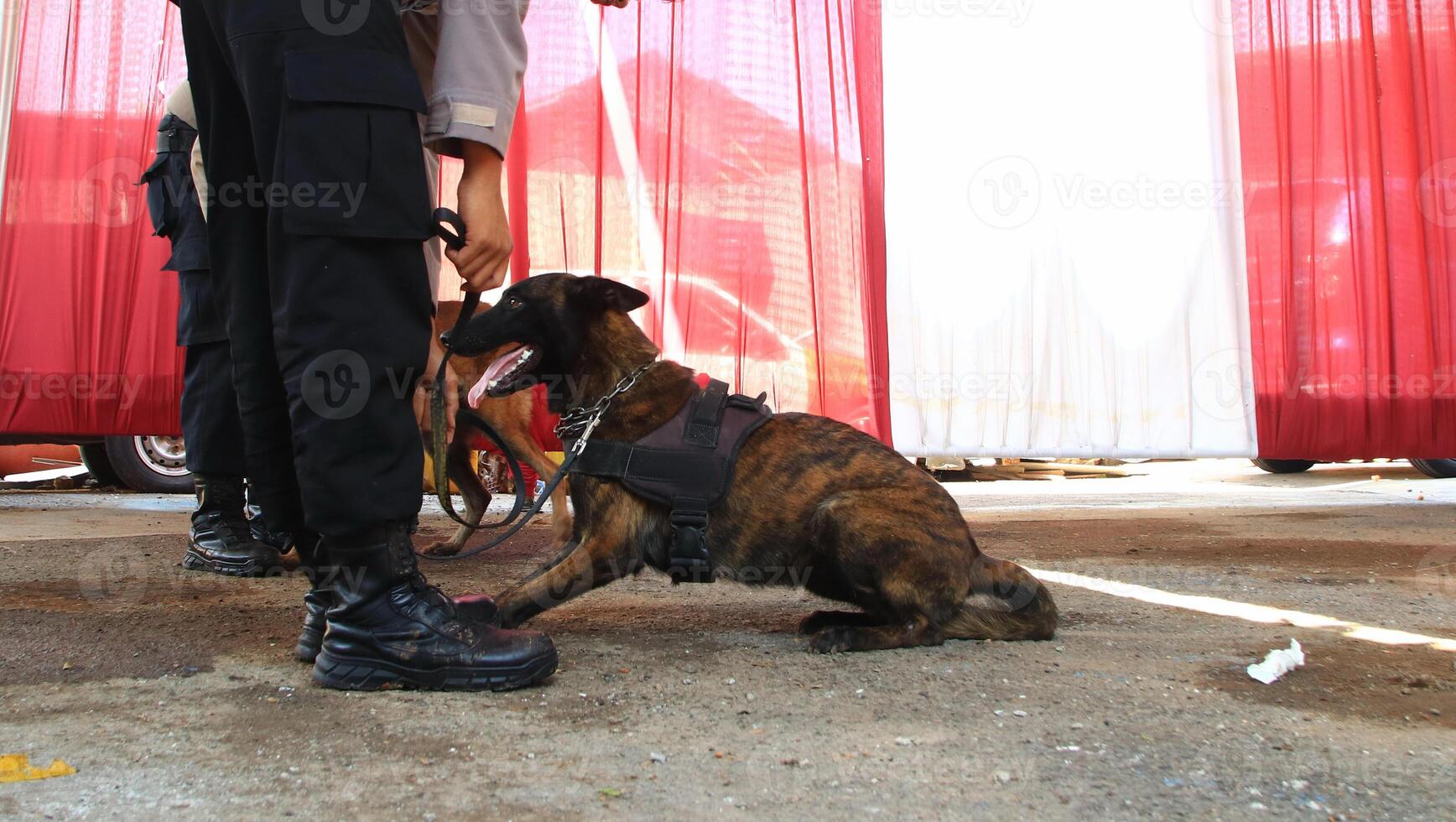 K9 dog police on duty photo