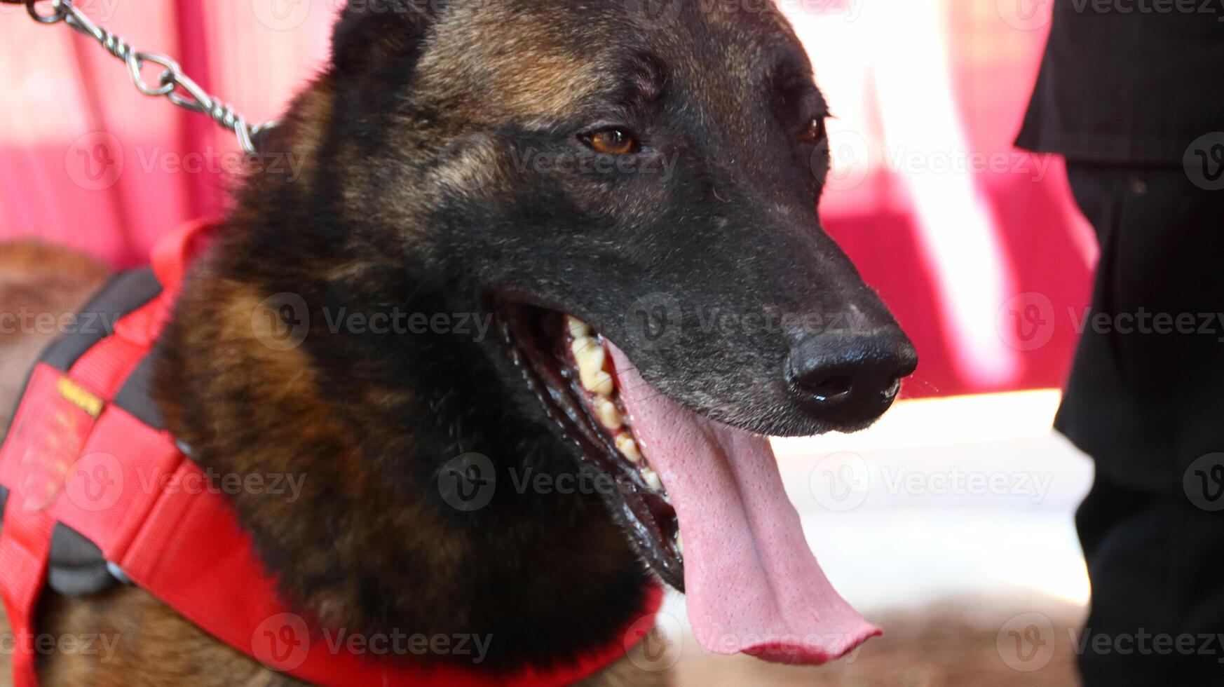K9 dog police on duty photo