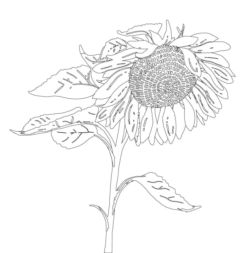 Graphic drawn sunflower. black and white outline illustration. vector