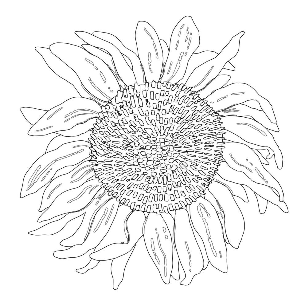 Graphic drawn sunflower. black and white outline illustration. vector