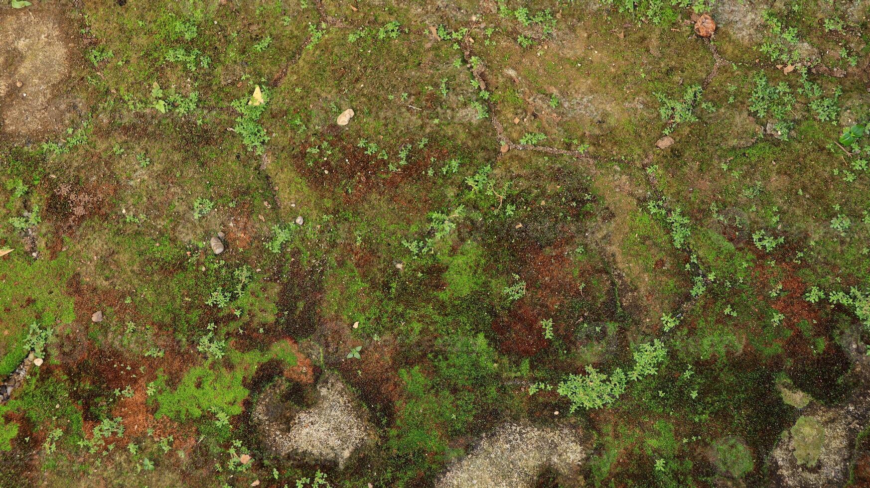 hexagonal paving block covered with moss photo