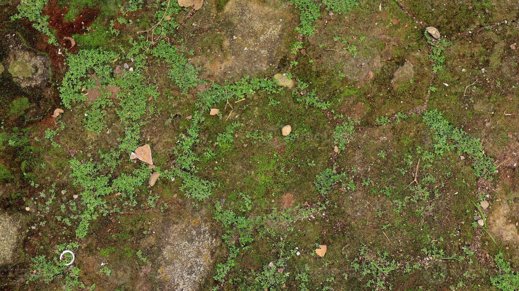 hexagonal paving block covered with moss photo