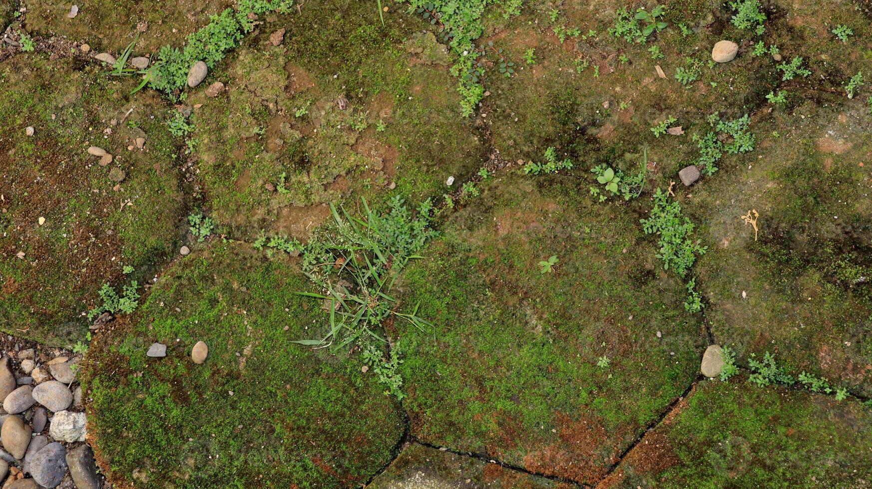 hexagonal paving block covered with moss photo