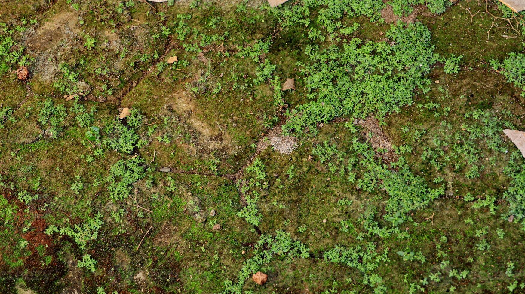 hexagonal paving block covered with moss photo