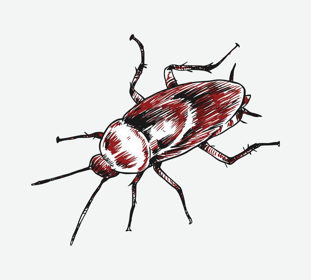 Set of hand drawn of cockroach. sketch drawing. Isolated background. Graphic illustration. vector