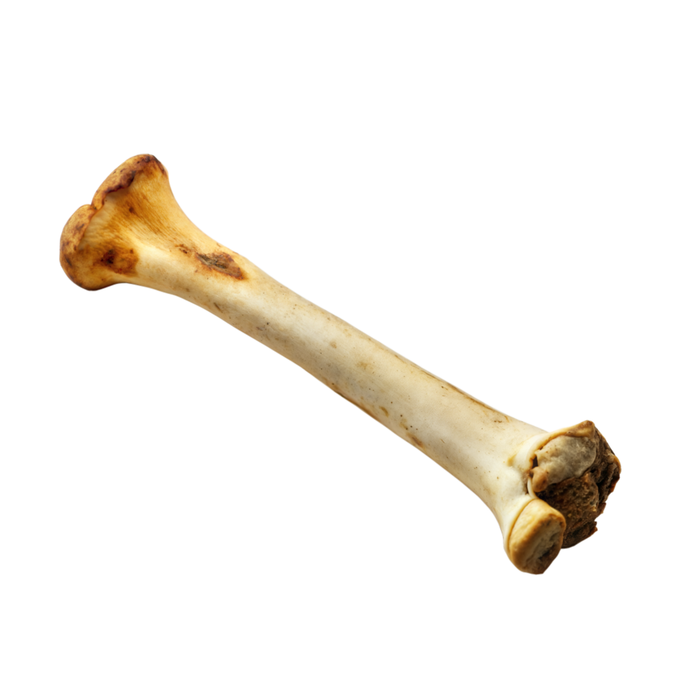 Bone fragment on Transparent Background. png
