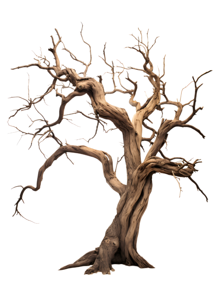 a dead tree with no leaves on it png