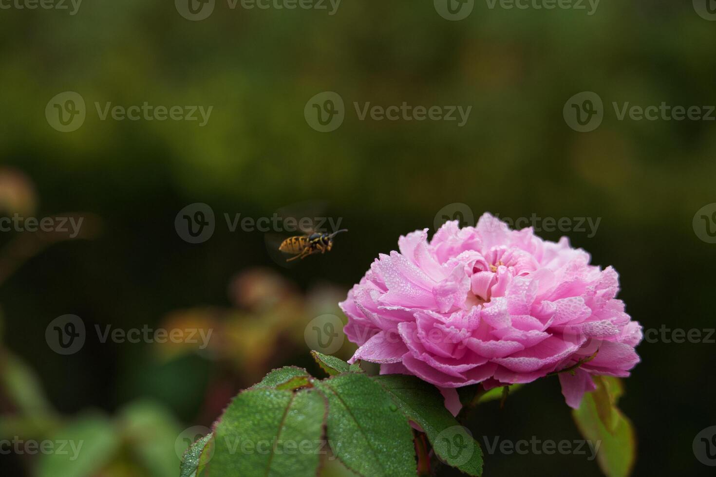 flower, macro, rose, autumn, colors, nature, flora, park, garden photo