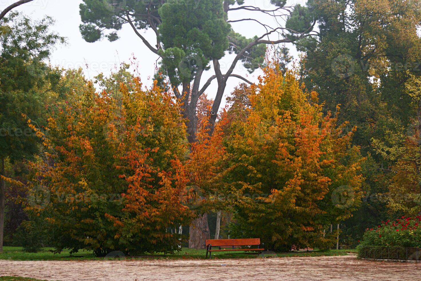 park, view, nature, autumn, spain, madrid, flora, plants, leaves photo