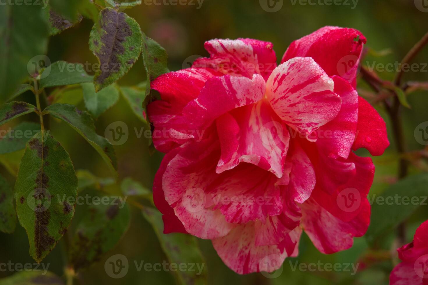 flower, macro, rose, autumn, colors, nature, flora, park, garden photo