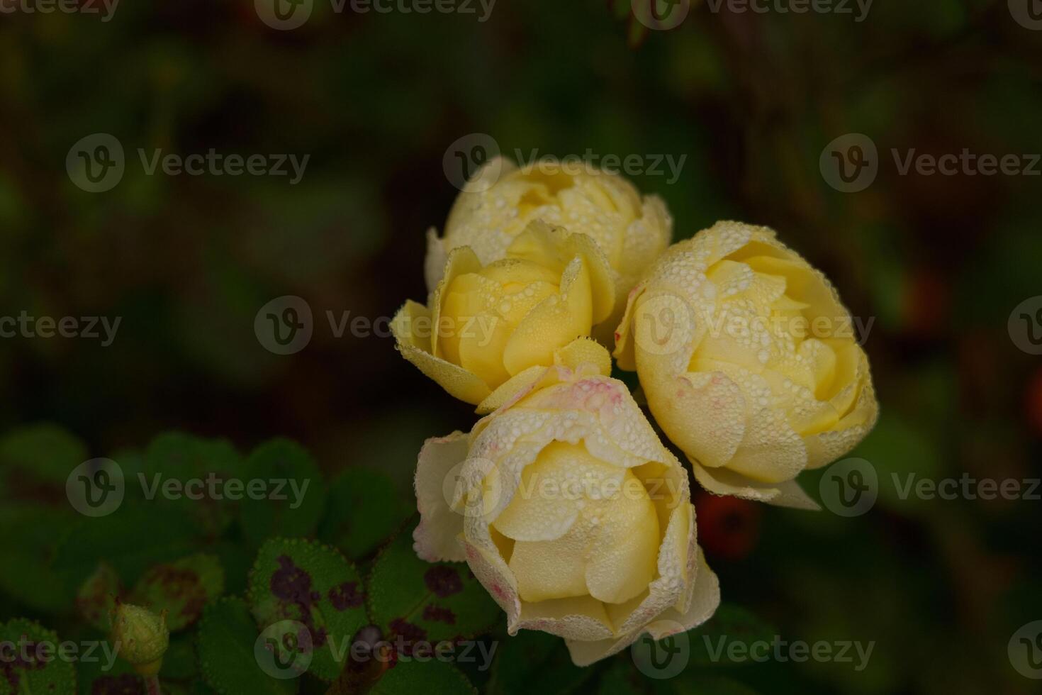 flower, macro, rose, autumn, colors, nature, flora, park, garden photo