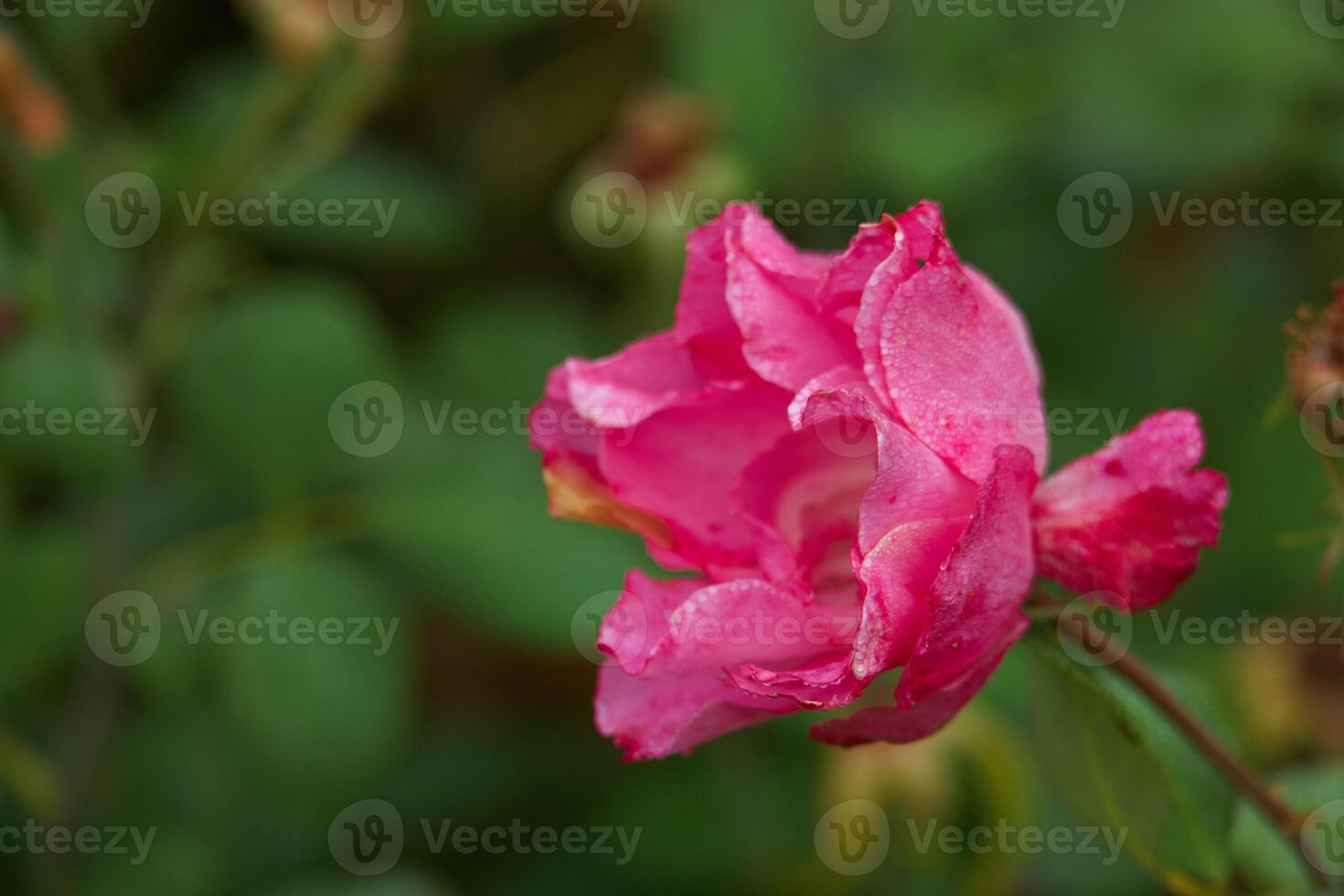 flower, macro, rose, autumn, colors, nature, flora, park, garden photo