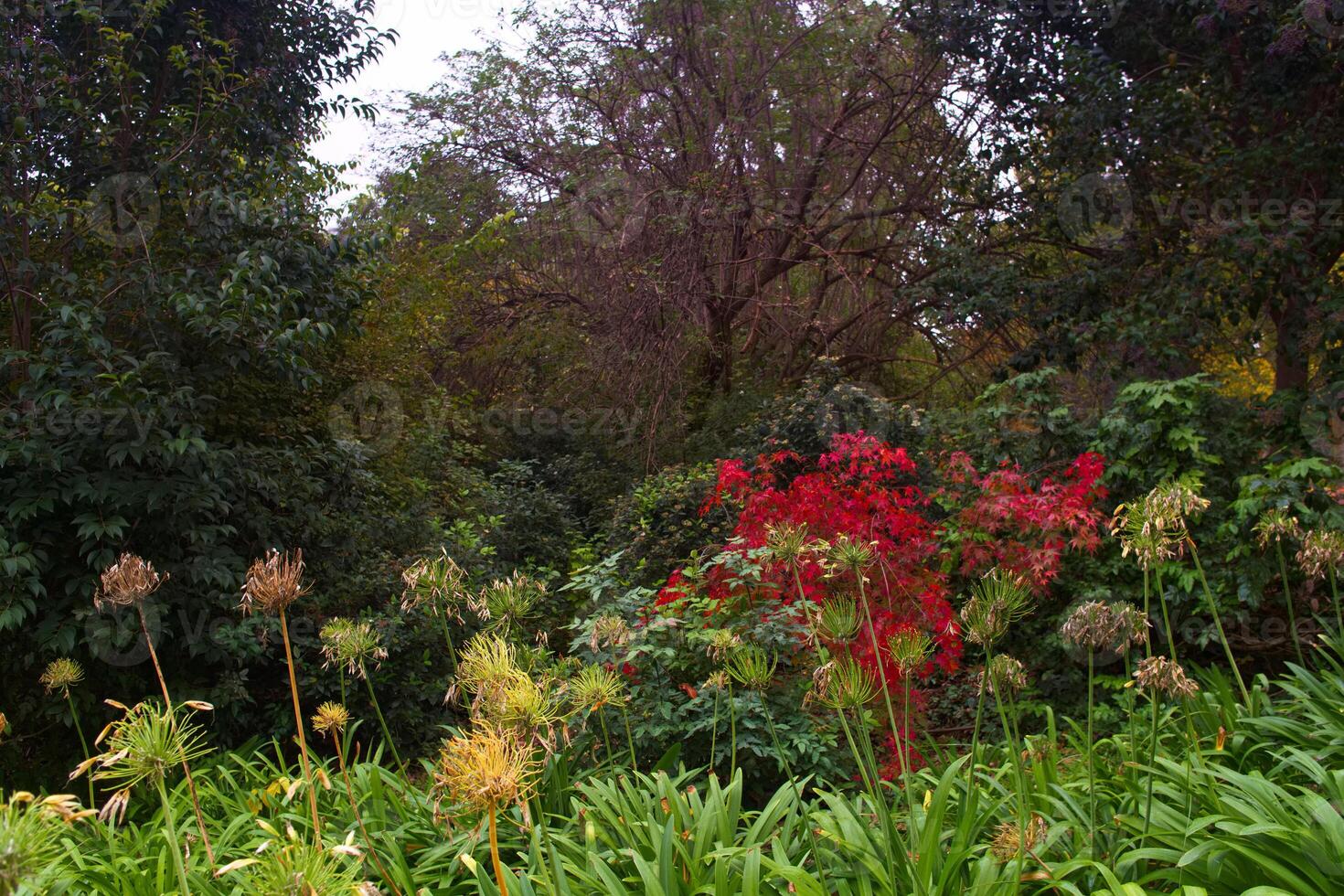 park, view, nature, autumn, spain, madrid, flora, plants, leaves photo