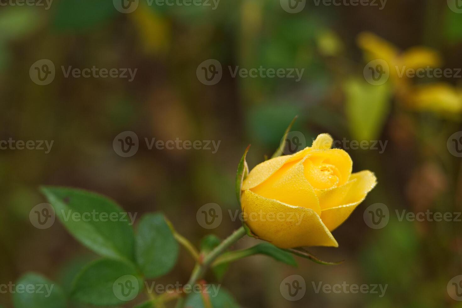 flower, macro, rose, autumn, colors, nature, flora, park, garden photo