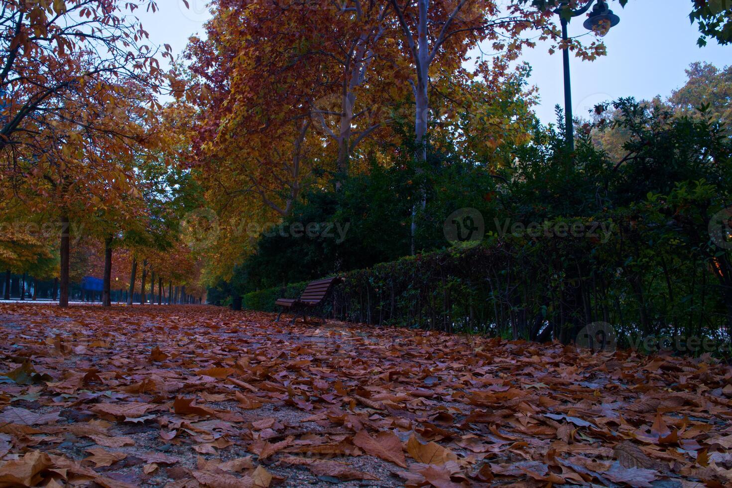 park, view, nature, autumn, spain, madrid, flora, plants, leaves photo