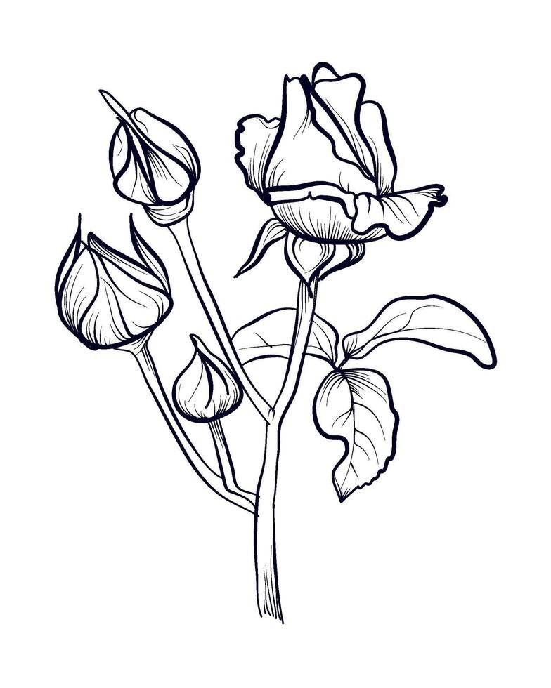 bouquet of roses with buds hand-drawn vector