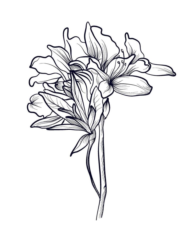 hand-drawn rhododendron flowers illustration vector