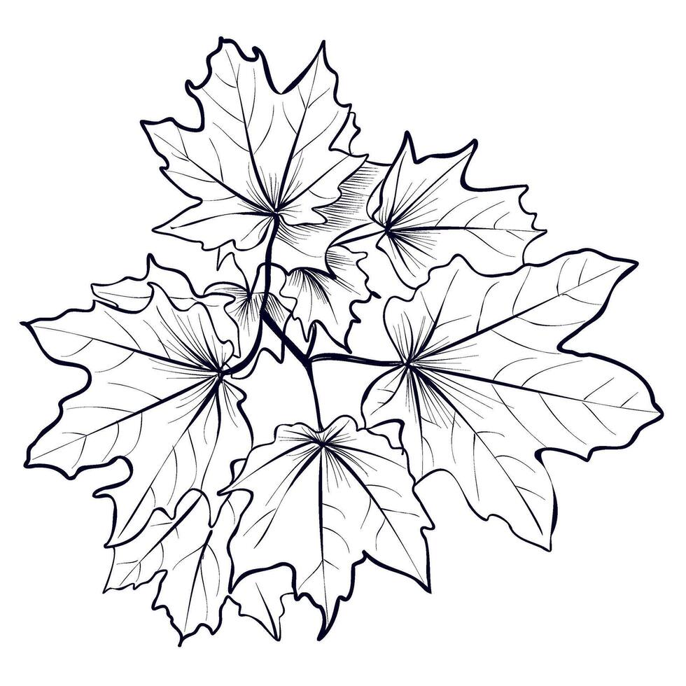 Maple Branch hand drawing vector