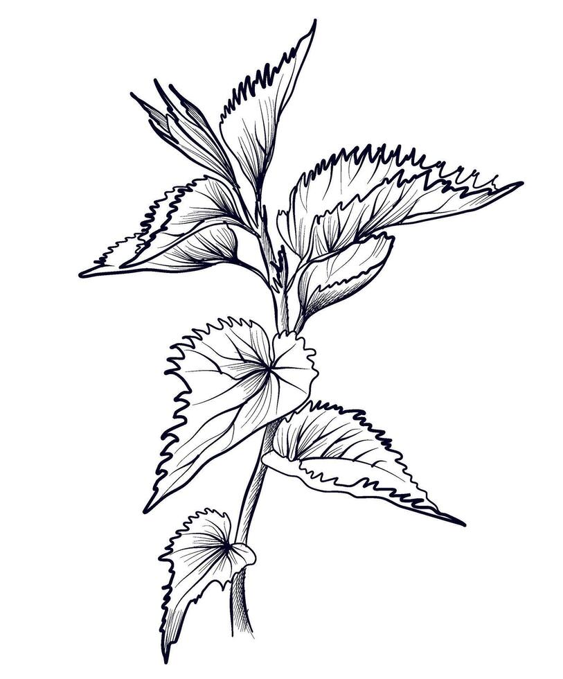 black and white nettle pattern illustration vector