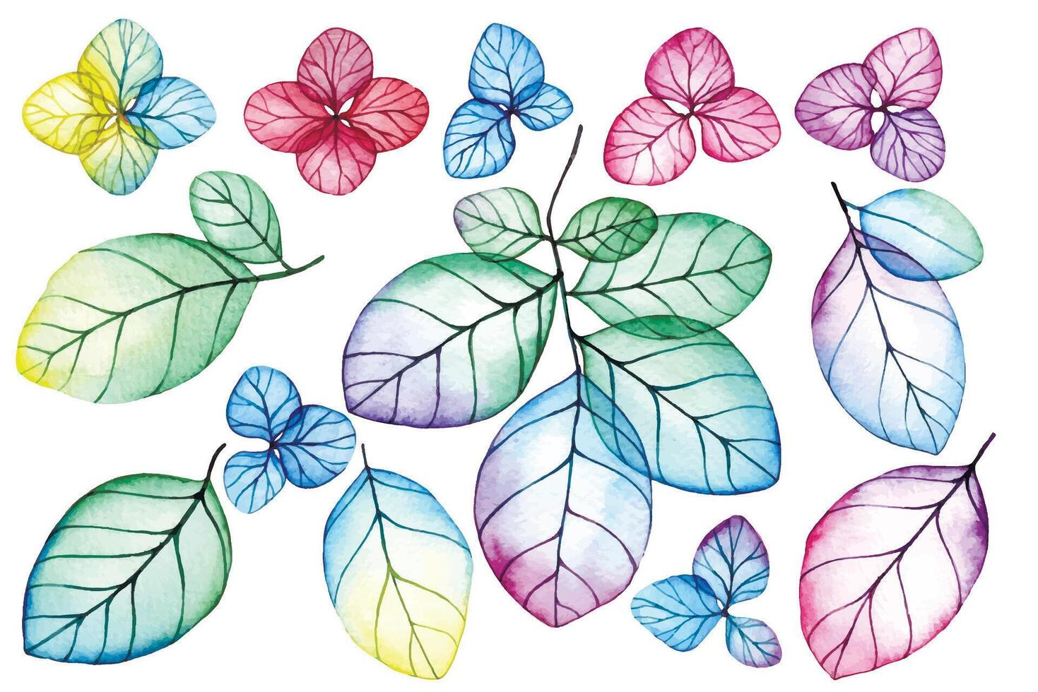 set of drangea flowers and leaves. watercolor drawing with bright flowers and leaves vector
