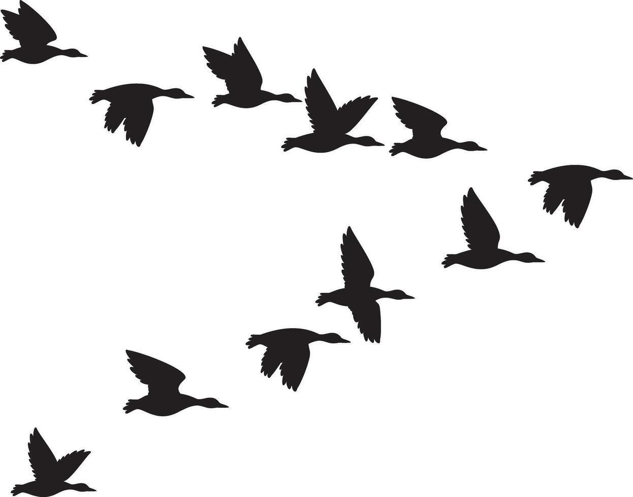 Flock of Flying Mallard Ducks Silhouette. Migrating Birds. Black and White. vector