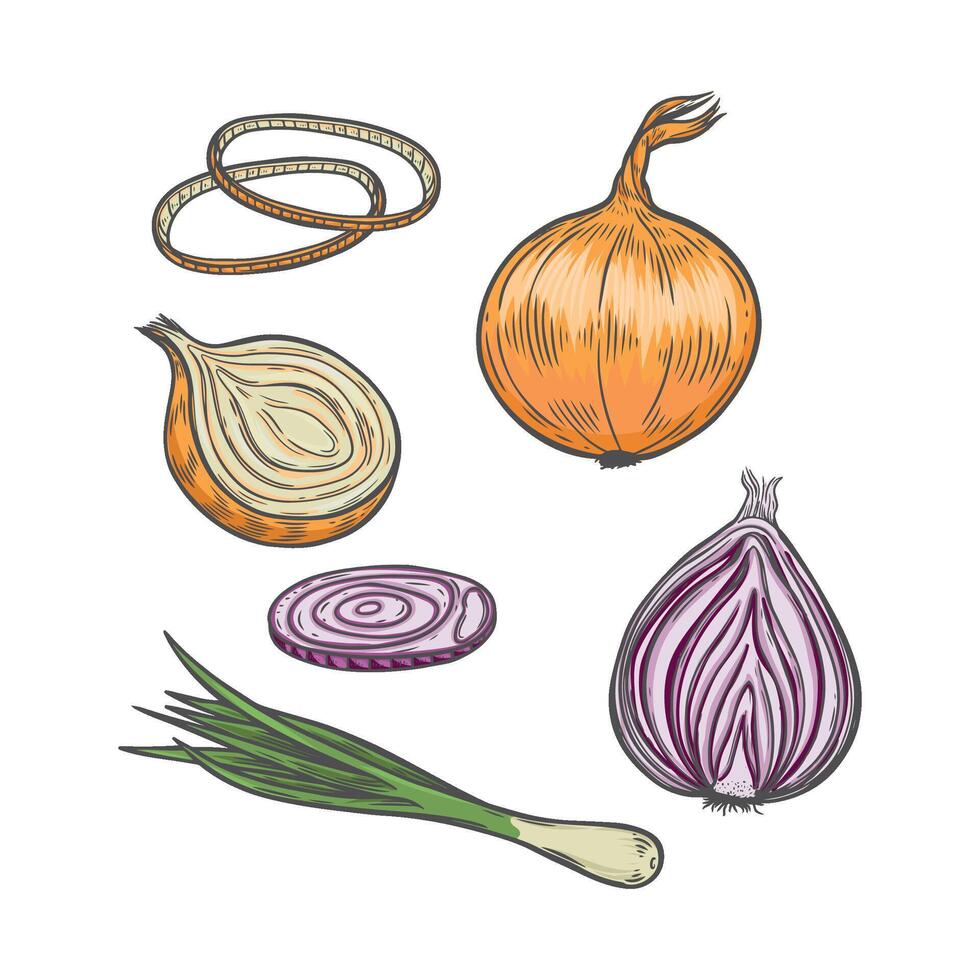 Engraved onion, ring and scallion line drawing isolated on white background. vector