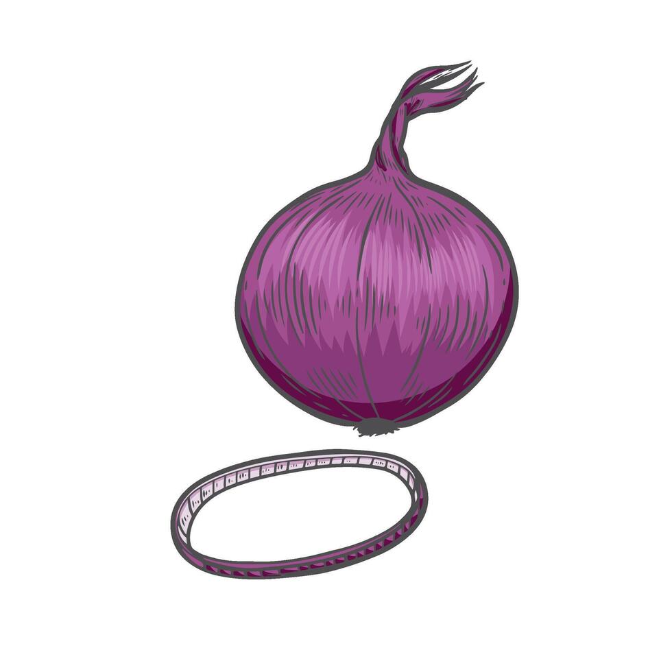 Onion ring vegetable line drawing vintage illustration. vector
