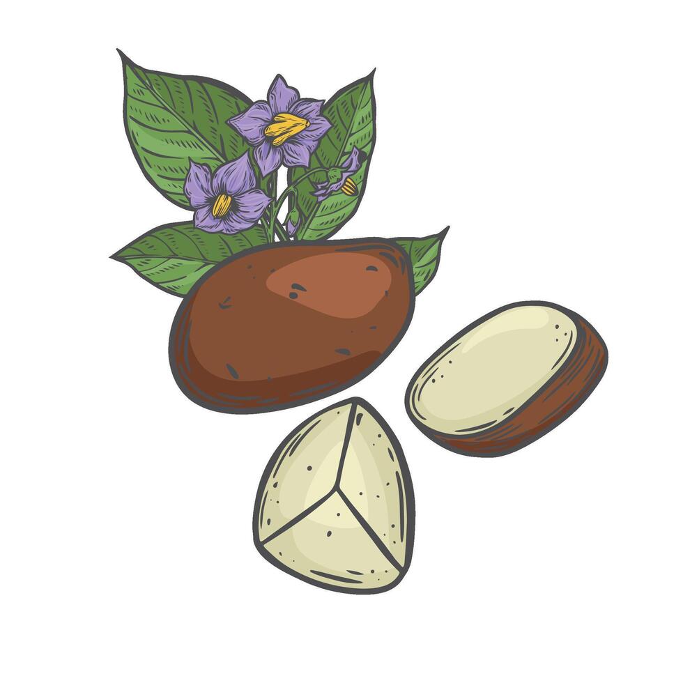 Potato vegetable, leaf and flowers botanical line drawing illustration. vector