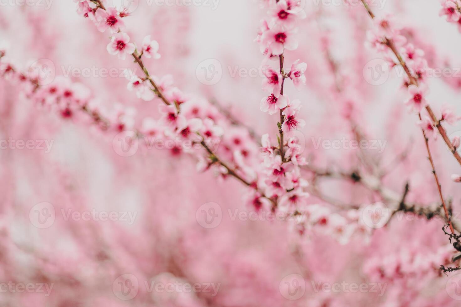 A peach blooms in the spring garden. Beautiful bright pale pink background. A flowering tree branch in selective focus. A dreamy romantic image of spring. Atmospheric natural background photo
