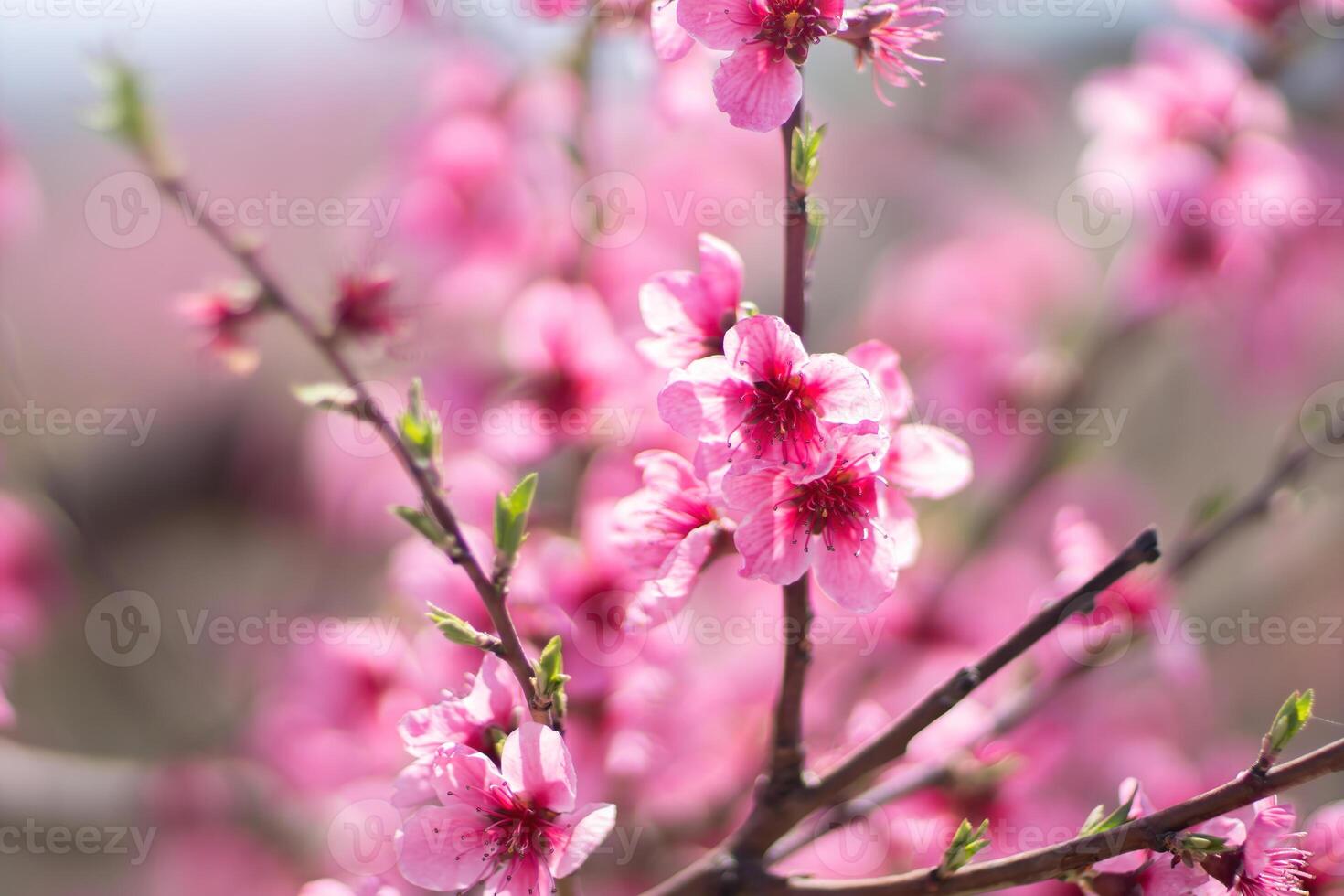 Pink flowers peach tree branch. The flowers are pink and have a delicate appearance. Concept of beauty and tranquility. photo