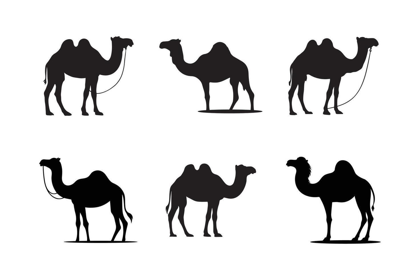 Set of camel icon silhouettes. Camel Graphic Silhouette Logo Design white background. vector