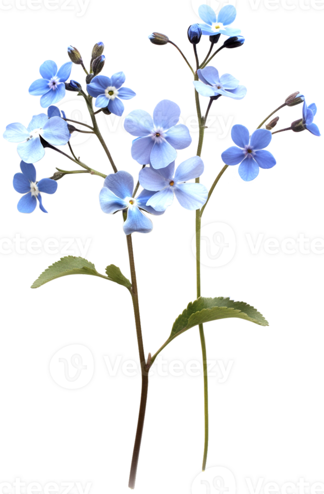 Myosotis Clipart - Scorpion grasses Flower - Forget Me Not Flower isolated illustration on a transparent background png