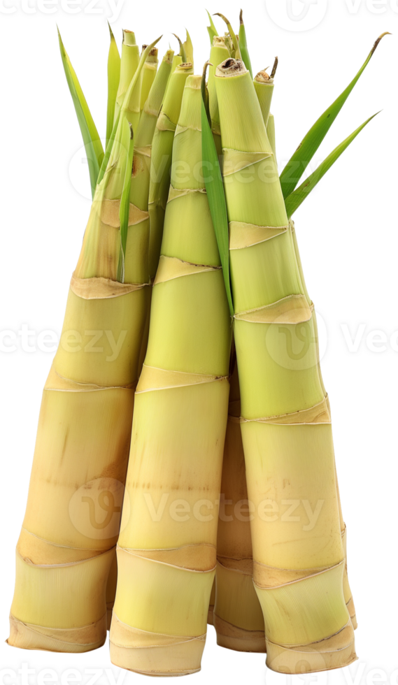 Bamboo Shoot Vegetable Clipart Few Fresh Bamboo Shoots Isolated Bamboo Shoot Vegetable Clipart Few Fresh Bamboo Shoots Isolated Illustration On A Transparent Background Png