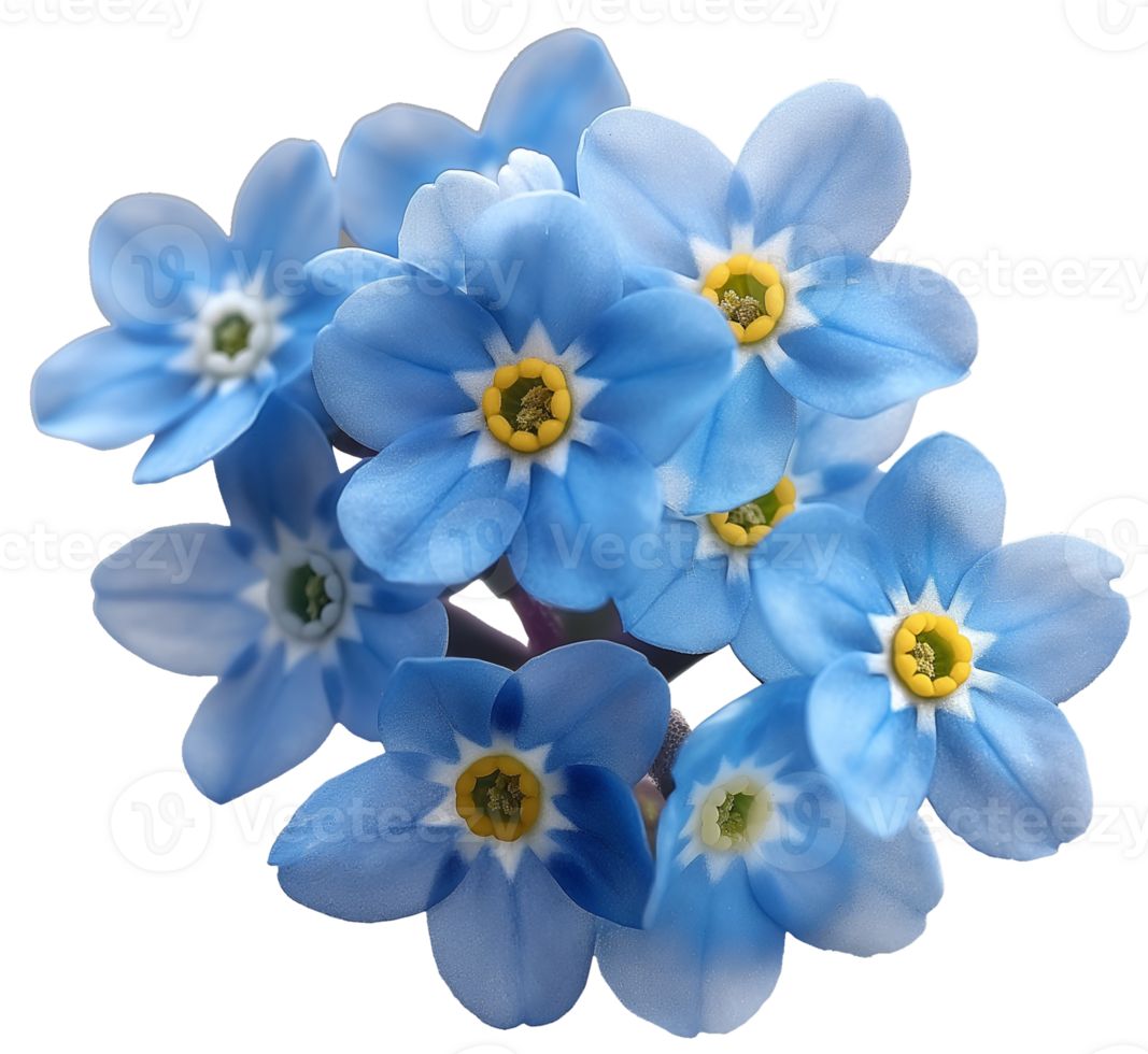 Myosotis Clipart - Scorpion grasses Flower - Forget Me Not Flower isolated illustration on a transparent background png