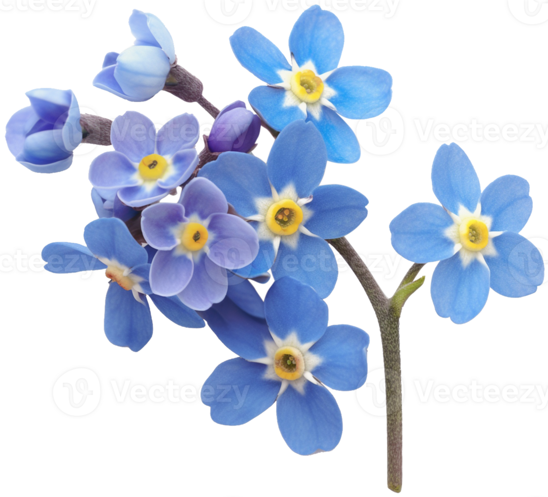 Myosotis Clipart - Scorpion grasses Flower - Forget Me Not Flower isolated illustration on a transparent background png