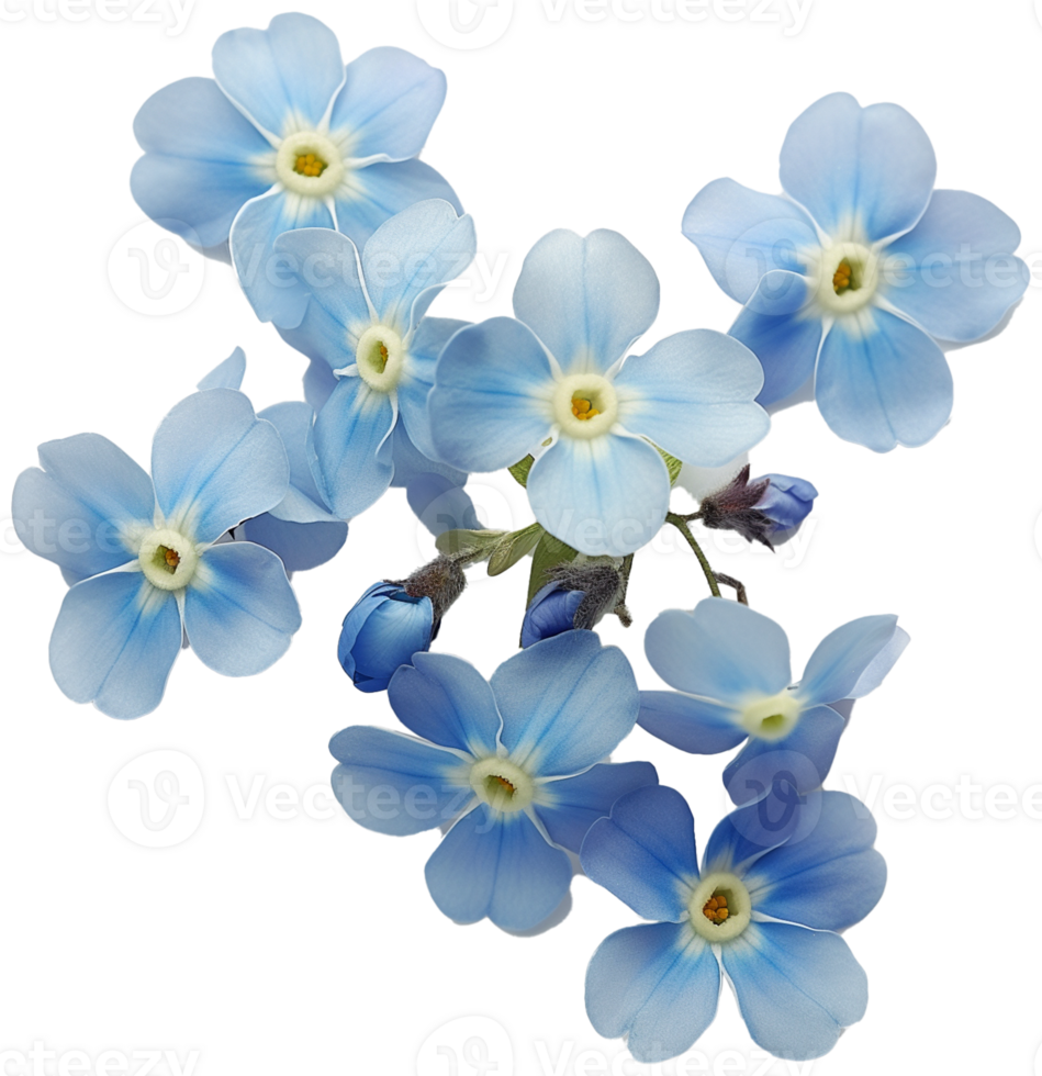 Myosotis Clipart - Scorpion grasses Flower - Forget Me Not Flower isolated illustration on a transparent background png