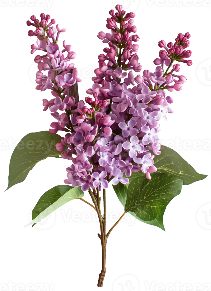 Syringa Flower - common lilac - Lilac Flower isolated illustration on a transparent background png