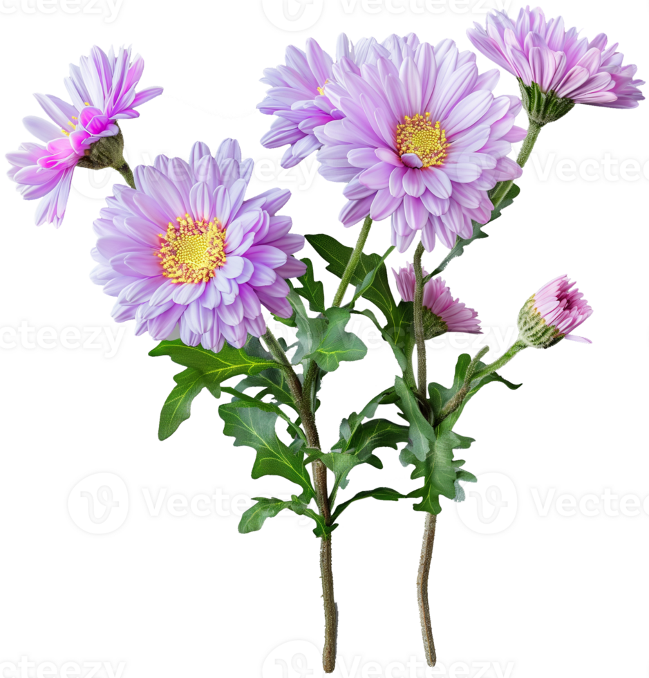 Aster Flower Clipart - Beautiful Aster isolated illustrations on a transparent background png