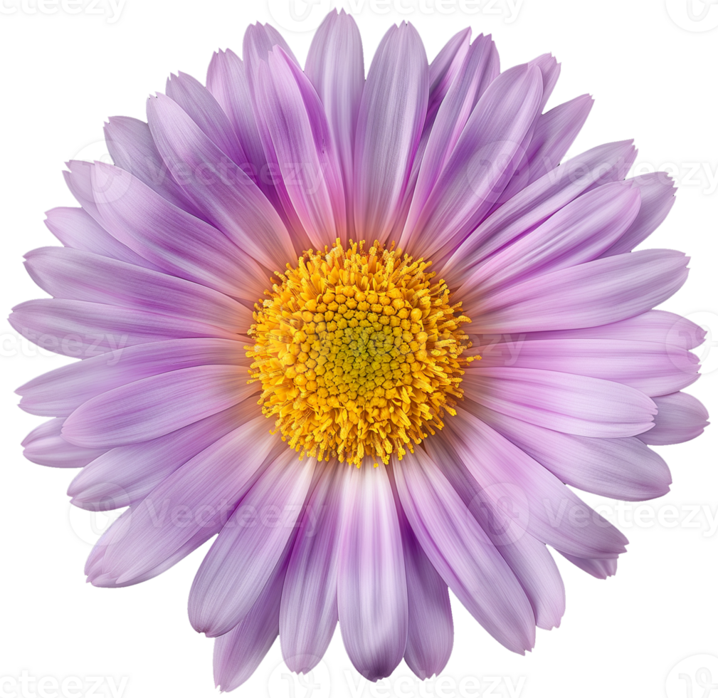 Aster Flower Clipart - Beautiful Aster isolated illustrations on a transparent background png