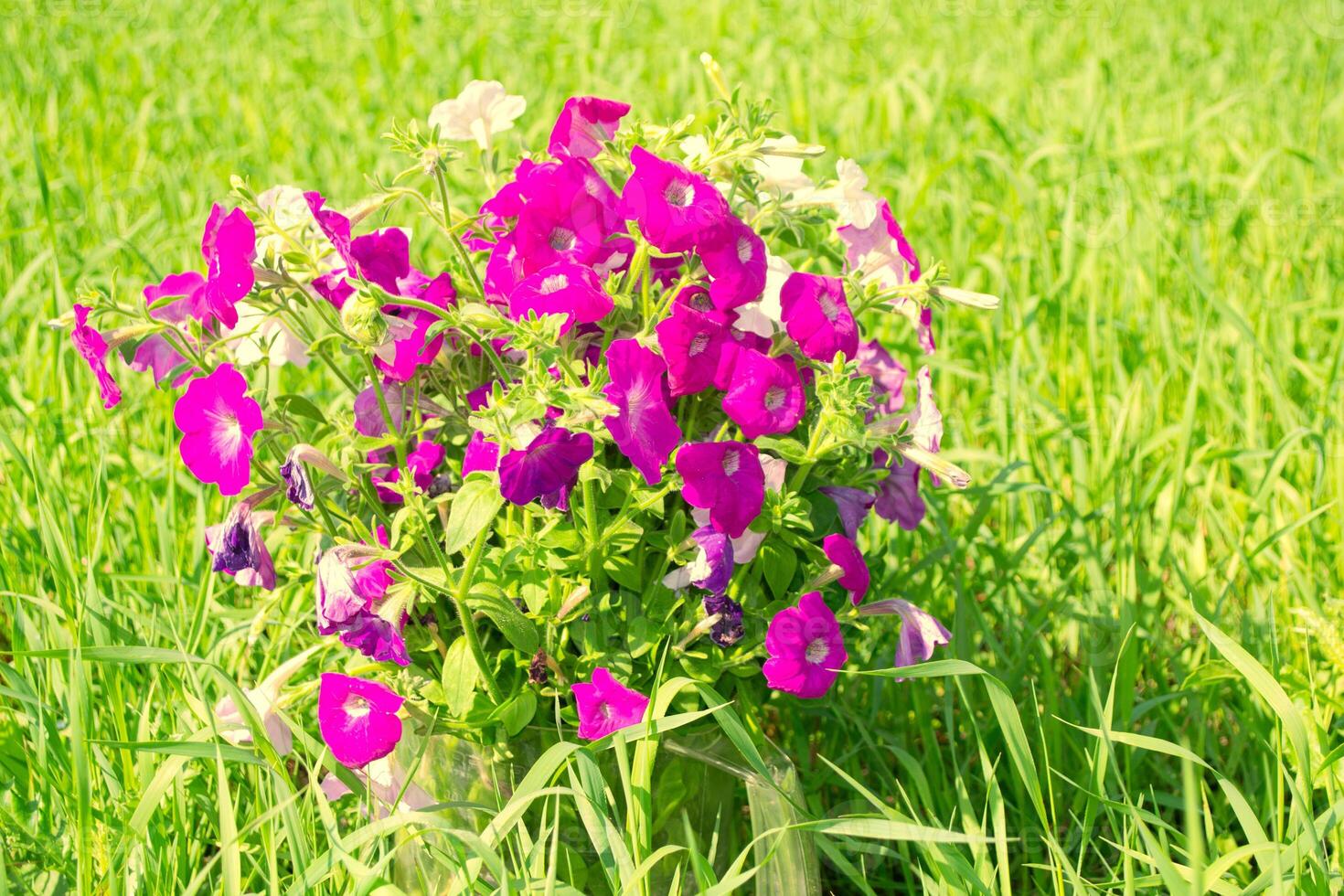 bright petunia flowers on a background of the summer landscape. photo