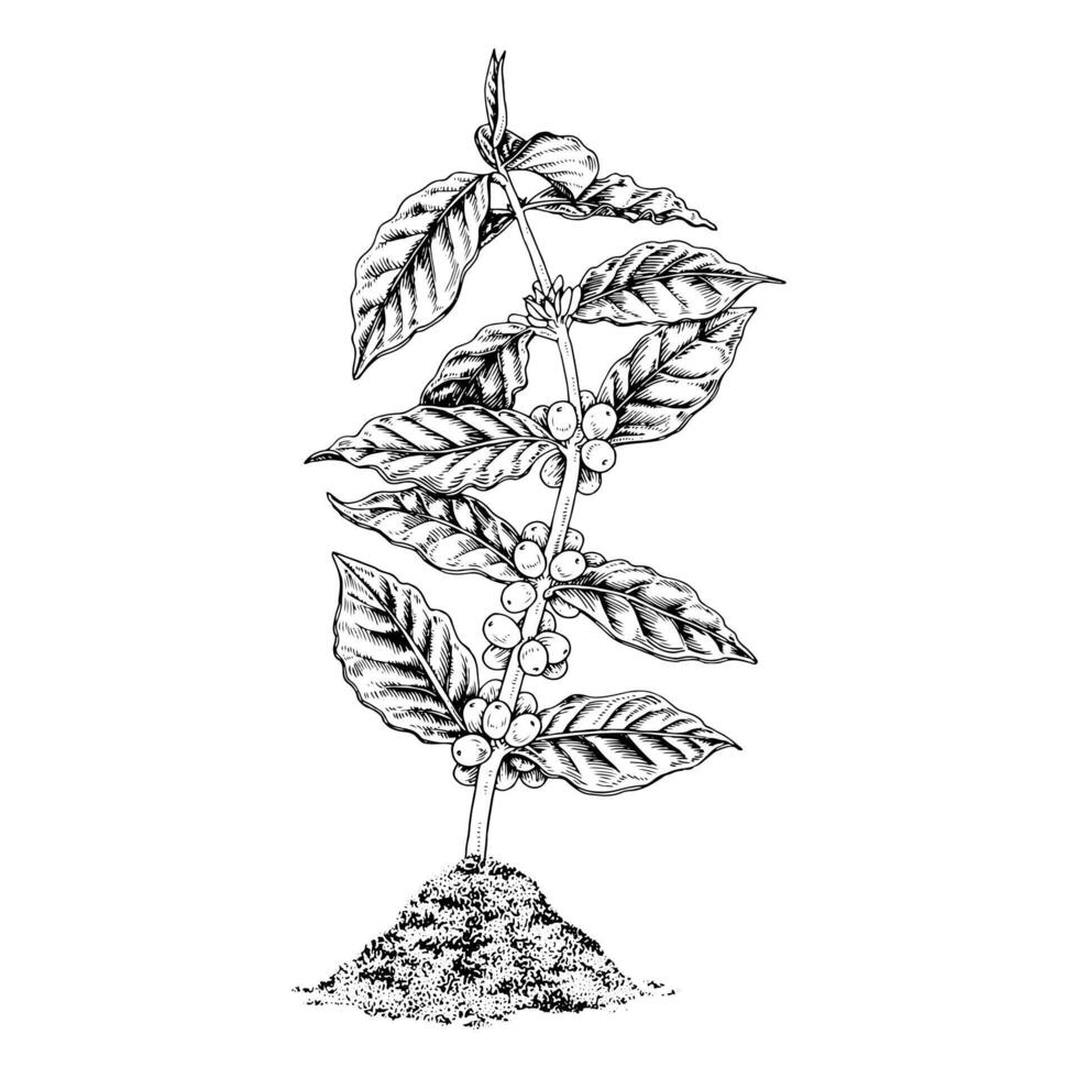 Coffee Plant growing out of the ground. hand drawn illustration. Tree leaf and bean sketch drawing. Vintage black and white line art. Graphic design clipart. Retro style on isolated background vector