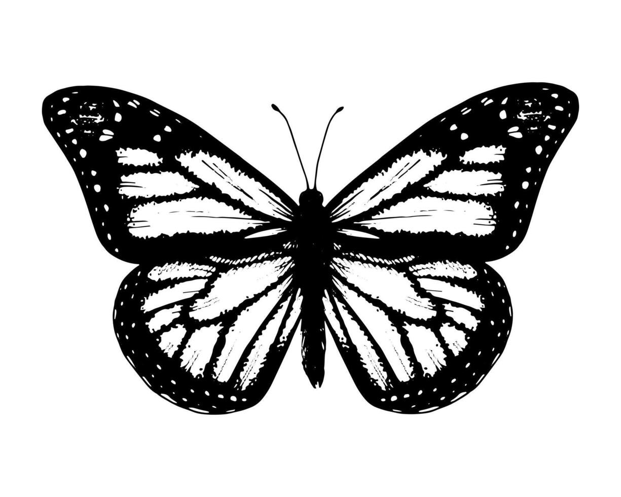 Butterfly monarch. Hand drawn illustration. Black and white graphic clip art on a background. Drawing of an insect with spread wings. Flying papilio sketch. For stickers or transfer tattoos vector