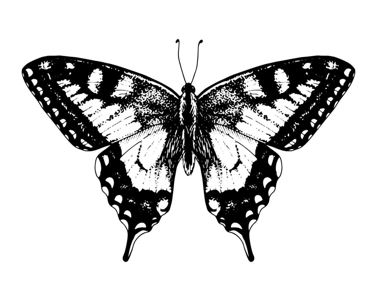 Butterfly swallowtail. Hand drawn illustration. Black and white graphic clip art on a background. Drawing of an insect with spread wings. Flying papilio sketch. For printing on kids t-shirts vector