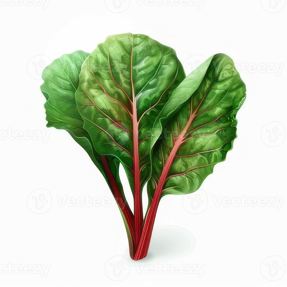 Chard isolated on white background photo