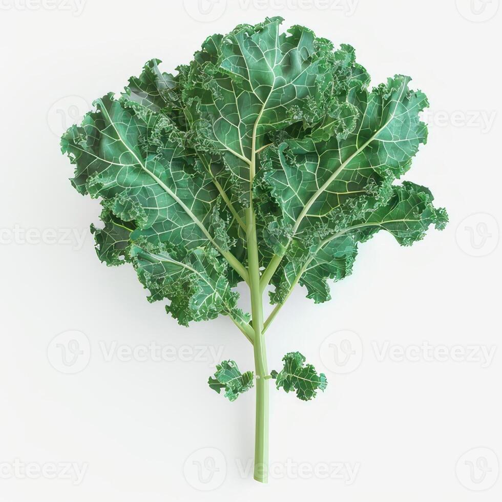 Kale isolated on white background photo