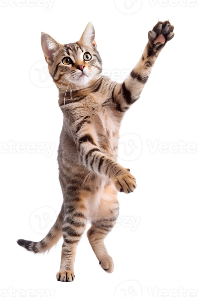 A cat wiggles its grip on its arm to grab something, isolated on a translucent background png