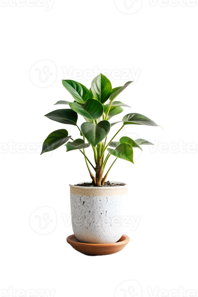 Plant isolated on a transparent background png